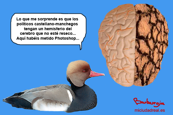 Cerebros resecos