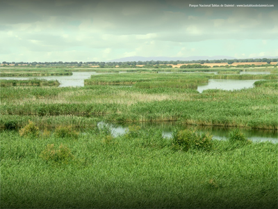 Las Tablas de Daimiel